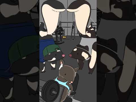 Spotted skunks often handstand & stomp as a final warning before they spray