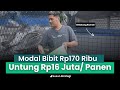Manfaatkan Lahan Belakang Rumah Untuk Budidaya Pembesaran Lele Bagi Pemula