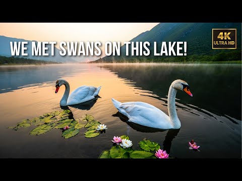 Montenegro’s Hidden Gem: Skadar Lake and a Rare Encounter with Swans