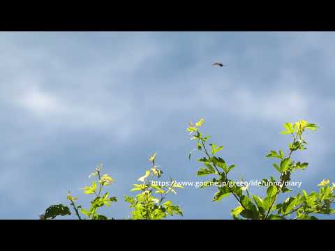 アイノミドリのテリトリー飛翔