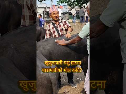 रागां भैँसी को मुल्य कति तेजी झापाको खुजुनावारी पशुहाट #cattlemarket #viral #trending