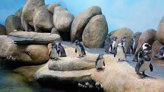 Live Penguin Cam (Colony View) | California Academy of Sciences live webcam