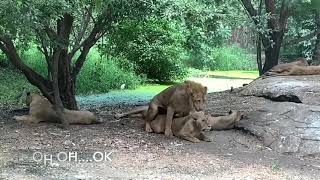 R rated Lion surprise at the Bangkok Zoo Mp4 3GP & Mp3