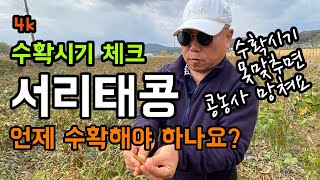 [4k] 서리태콩 수확시기 중간점검 / 수확시기 잘못 맞추면 콩농사 망해요 / 언제 수확해야 할까요?