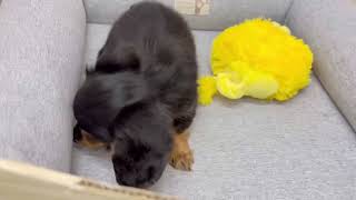 ミニチュアダックスの動画01