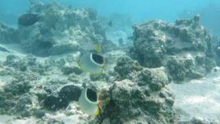 preview picture of video 'De Paris à Moorea - French Polynesia'