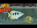 Wild Kratts Season 4 Episode 19 -- Archerfish School (Full Episode)