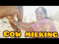 Cow Milking