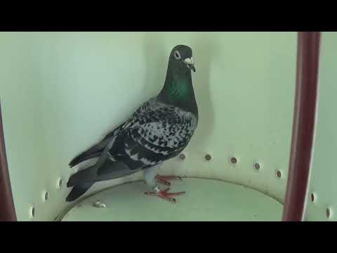 Columbofil dl Nicu Bizdrigheanu Urziceni Romania prezentare porumbel RO 7388 2020 M