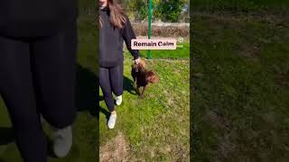 What To Do If Your Dog Lunges At Other Dogs #dogtraining #dog #shorts