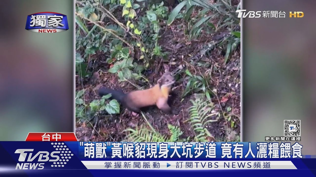 「萌獸」黃喉貂現身大坑步道　竟有人灑糧餵食
