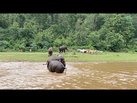 Elephant HomNuan Leads The Charge To Drive These Interlopers Cows Away - ElephantNews