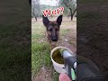 Dog VS Water Hose Jet Roulette