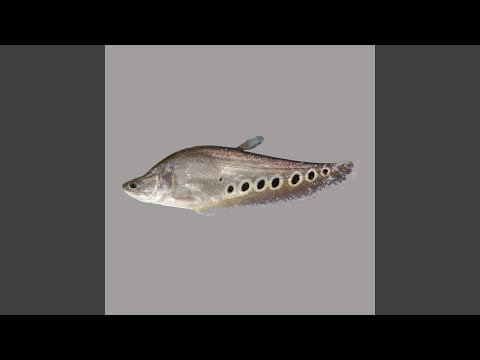 Knifefish