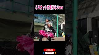 撮影でもちびっ子最優先な終末アイドルww #shorts #健山 #大道芸 #entertainment #肉フェス