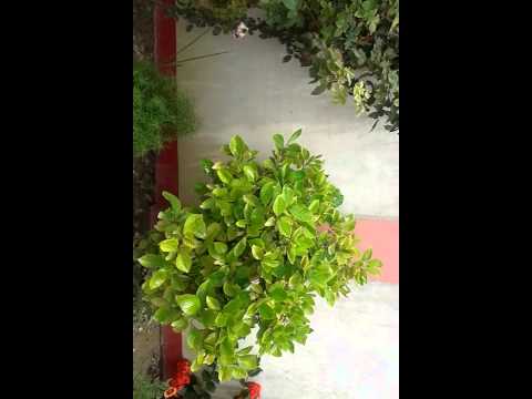 Samsung Galaxy Grand Quattro Camera Recording Video Sample- Unedited