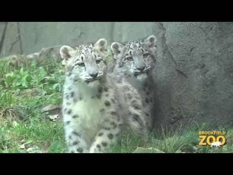 Snow Leopard Cubs Make Public Debut