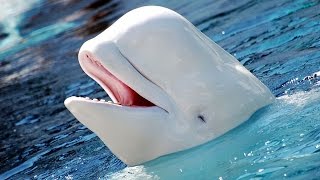 Facts: The Beluga Whale