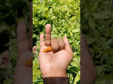 🥹the largest shiny beetle I have ever found of itskind#insects#nature# beautifulinsects#S45