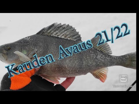 Ahven pilkillä / kauden avaus 2021