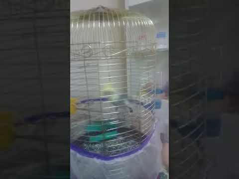 Sultan papağanı Rıza erik dalı;)