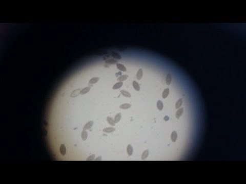 Giardia panacur dosering