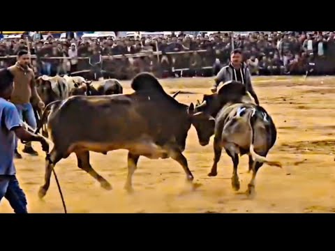 Satya vs Syang mookyndur iadawmasi / jop mano haba kumne sa comment p paralok 