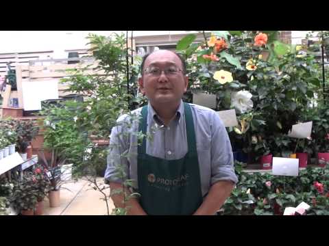 園芸 3葉のシモツケ