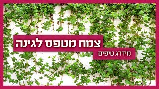 צמח מטפס לגינה - מה מתאים ואיך מתחזקים?