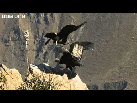 Condor Teaches Youngster to Fly (Narrated by David Tennant) - Earthflight - BBC