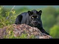 Sound Of Black Panther Growling
