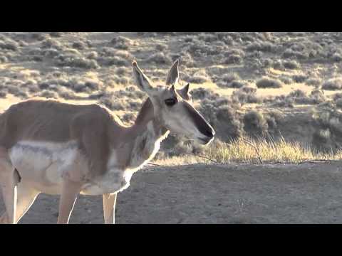 michaels-antelope-hunt-5