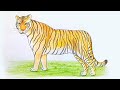 How to draw a tiger -  step by step drawing