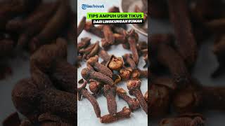 Begini Cara AMPUH Mengusir Tikus Pakai Cengkeh, Punya Aroma Sedap yang Tak Disukai