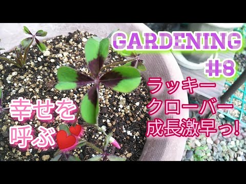 ラッキークローバー 植物