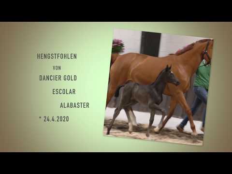 HF von Dancier Gold x Escolar