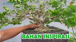 Download lagu SANCANG CEPAT JADI KALAU PERAWATANNYA BEGINI mp3 Download lagu SANCANG CEPAT JADI KALAU PERAWATANNYA BEGINI mp3