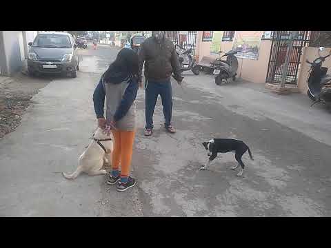 Ammy golden retriver first walking