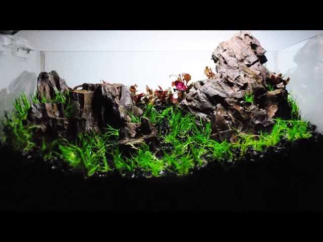 Nano Aquascaping Dry Start Method