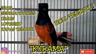 Download lagu Murai Batu Gacor Isian Gereja Tarung,Lovebird, Kapas Tembak,Cililin. mp3