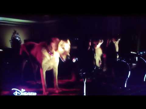 Cantando con mis perros lavinia vintage