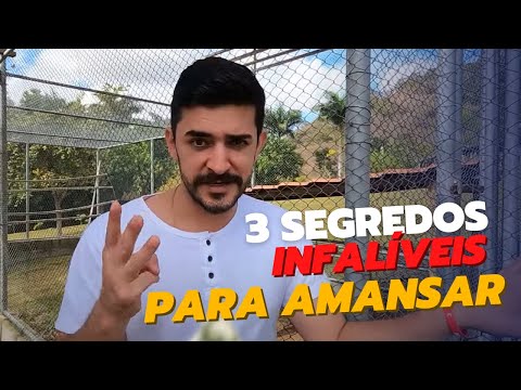 RING NECK MANSO: 3 SECRETS