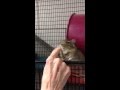 Gus the Degu Smiles for a Scratch 