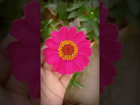 A Burst of Floral Beauty | Flowers of Every Season 🌼🌸🍂❄️##viralvideo #youtubeshorts