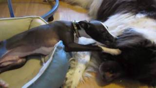 preview picture of video 'Italian Greyhound viciously attacks Newfoundland'