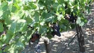 Curren$y - Chandelier Instrumental