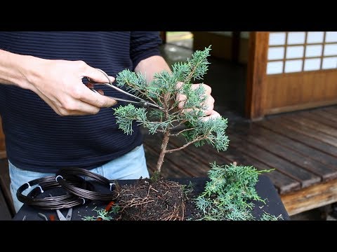 paraziták a bonsai ban