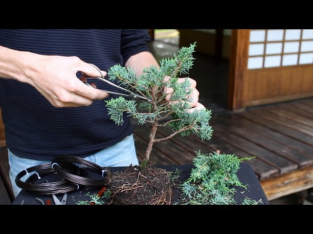 Pronunție video a Tree în Engleză