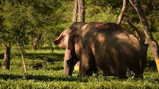 preview picture of video 'Rangapara [[ very close Short of elephant ]] in Tea Garden 2018'