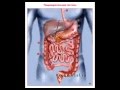 Живая еда и роль желудочно-кишечных органов 